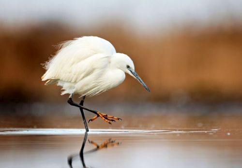 weißer Vogel im Wasser